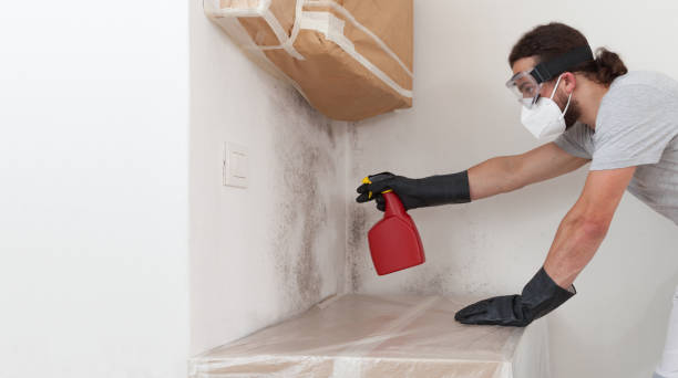 Professional Basement Mold Remediation technician working in Langhorne, PA