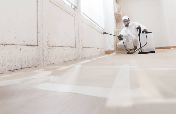 24/7 Emergency Basement Mold Remediation experts in Langhorne, PA
